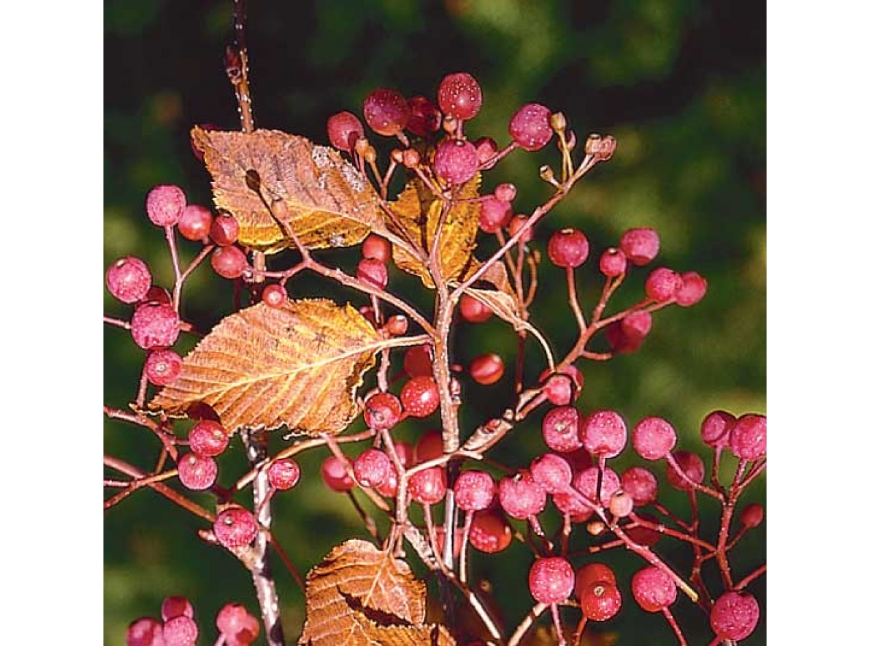 Whitebeam Mountain Ash